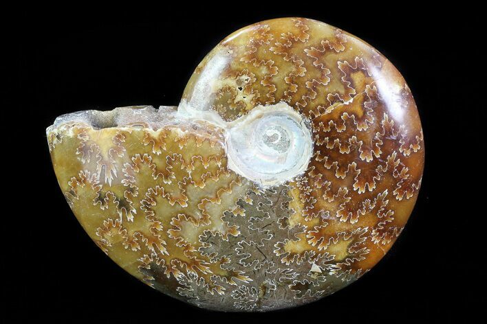 Polished, Agatized Ammonite (Cleoniceras) - Madagascar #75975